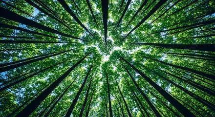 Looking up at dense forest canopy with tall trees and sunlight filtering through leaves