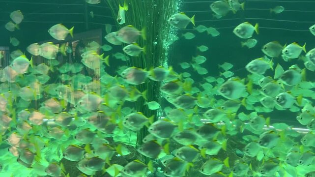 Silver moony fish Monodactylus argenteus swimming in large aquarium group