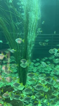 Silver moony fish Monodactylus argenteus swimming in large aquarium group