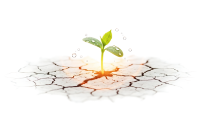 a plant growing amidst cracked earth