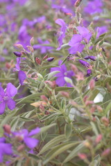 purple flowers nature