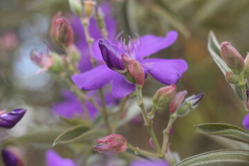purple flowers nature