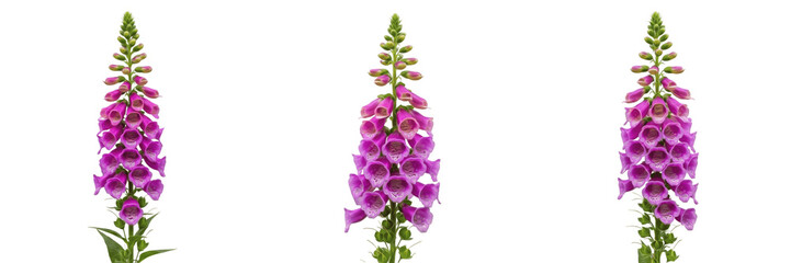 Foxglove flower isolated on white background, Digitalis purpurea common foxglove bloom cutout, high resolution purple foxglove bell flowers, botanical stock photo, foxglove PNG clipart style, macro © Farman Ullah