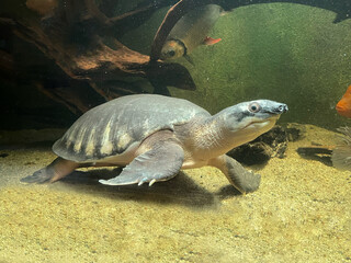 Obraz premium Pig-nosed Turtle (Carettochelys insculpta) Underwater — Rare Freshwater Turtle with Flipper-like Limbs in Aquarium