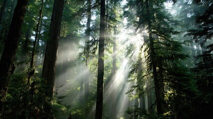 Obraz premium Sunbeams creating a cathedral-like atmosphere in a dense forest with towering trees and visible mist