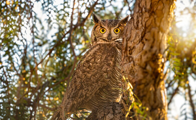 An Great Horned Owl with yellow eyes sitting in a tree and looking at camera with late afternoon light
