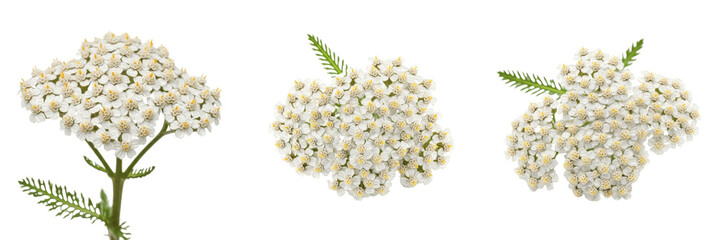 Yarrow flower isolated on white background, Achillea millefolium common yarrow bloom cutout, high resolution white or pink clustered petals, botanical stock photo, yarrow PNG clipart style, macro wild © Farman Ullah
