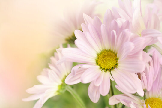 A perfectly beautiful pink and white flower with a yellow center in a horizontal presentation.  There is a soft blank left upper corner for text if you desire.