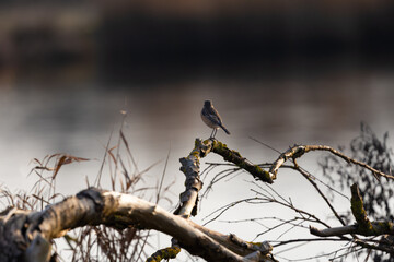 Small songbird perched on a mossy branch overlooking a lake with copy space