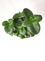 Indoor plant Kalanchoe on a white table, indoor flower Kalanchoe on a white background
