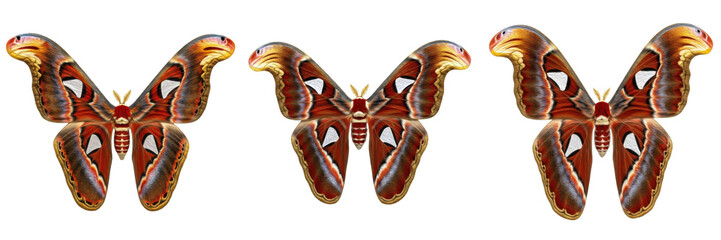 Set and Collection of Giant Atlas Moths Isolated on White Transparent PNG Background - Realistic...