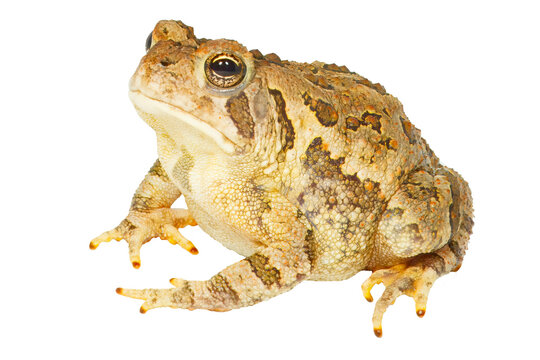 Fowler's toad, Anaxyrus fowleri, white background.