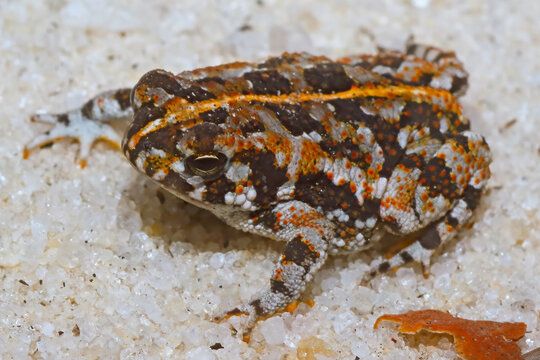Oak toad, Anaxyrus quercicus