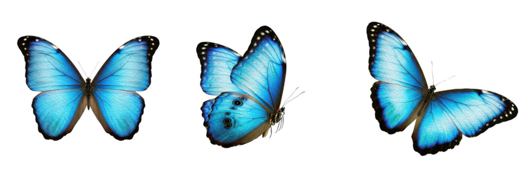 Set and Collection of Exotic Blue Butterflies, Vibrant Moths, Termite Queen, and Woodlouse Insects, Professional Entomology Mega Bundle, Isolated on White Transparent PNG Background