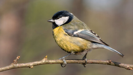 Fototapeta premium Bird sitting on tree branch, wild avian species resting in forest among green leaves and nature during spring or summer day