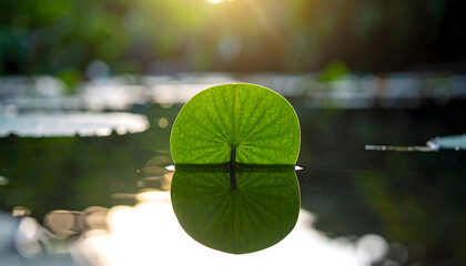 Close up of a vibrant green lily pad with intricate veins reflecting on calm dark water at sunrise with soft golden sunlight filtering through distant trees creating a serene and peaceful natural