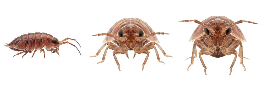 Set and Collection of Woodlouse Crustaceans, Woodlice Insects Graphic Elements, Multiple Angles View, Isolated on White Transparent PNG Background
