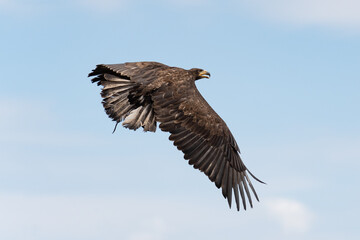 Majest&auml;tischer Seeadler in der Luft mit weit ausgebreiteten Fl&uuml;geln