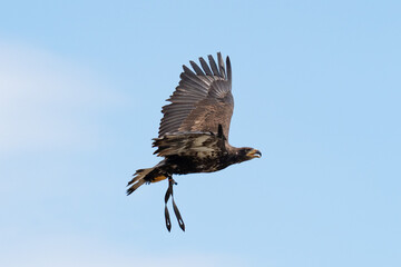 Obraz premium Majestätischer Seeadler in der Luft mit weit ausgebreiteten Flügeln