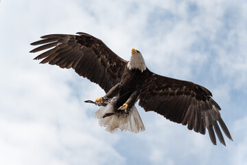 Majest&auml;tischer Wei&szlig;kopfseeadler im Landeanflug mit weit ausgebreiteten Fl&uuml;geln