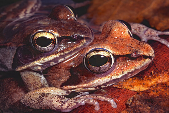 Wood frogs, Lithobates sylvaticus, in amplexus.