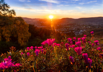 Purple flowers on a hill with a brilliant sunset in the distance. The view is from Escondido Ca looking west toward San Marcos,Carlsbad and Oceanside Ca