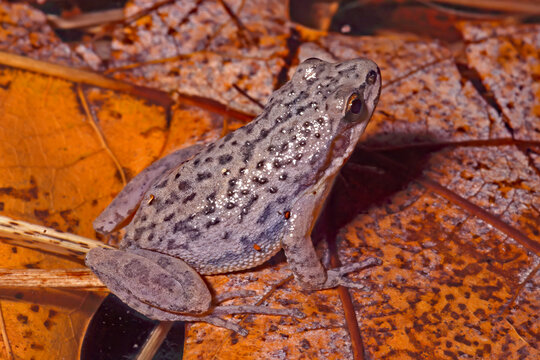 Upland chorus frog, Pseudacris feriarum.