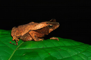 Obraz premium Crested toad, Rhinella margaritifera