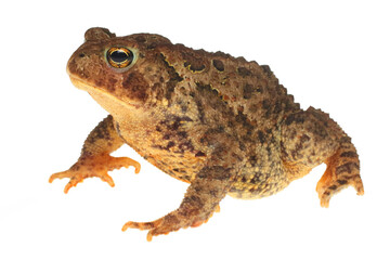 Fototapeta premium American toad, Anaxyrus americanus