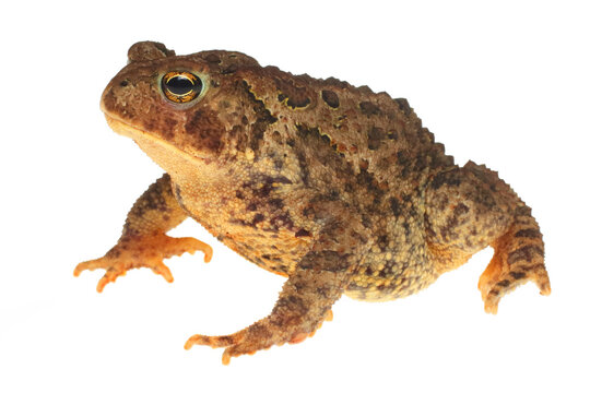 American toad, Anaxyrus americanus