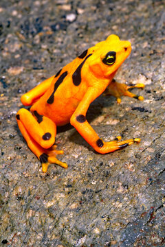Panamanian Golden Frog (Atelopus zekei)