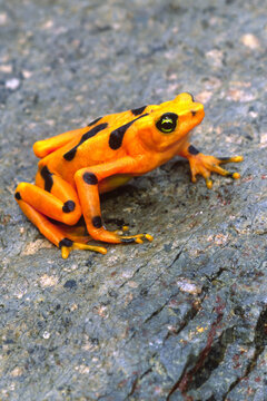Panamanian Golden Frog (Atelopus zekei)