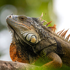 Fototapeta premium Close Up Iguana Portrait on Branch
