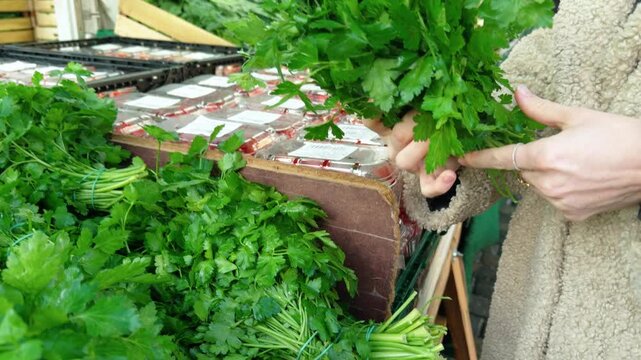 Close up of Female hands selecting parsley at the Turkish Market. Maybachufer, Berlin. 