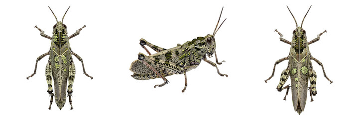 Set and Collection of Grey and Green Grasshoppers (Orthoptera), Camouflaged Locust Insects from Different Angles, Isolated on White Transparent PNG Background