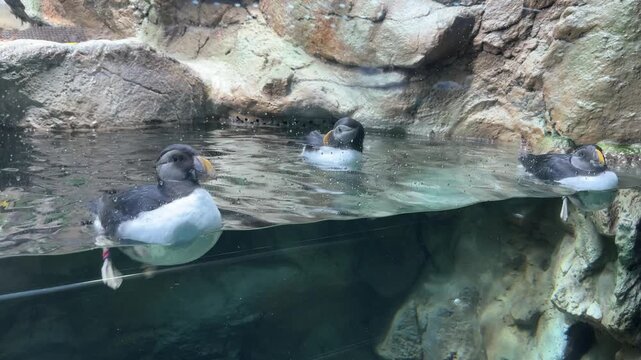 Atlantic puffins Fratercula arctica swimming and floating at the water surface in an aquarium enclosure with rocky habitat, clear water reflections and natural behavior captured in a calm wildlife sce