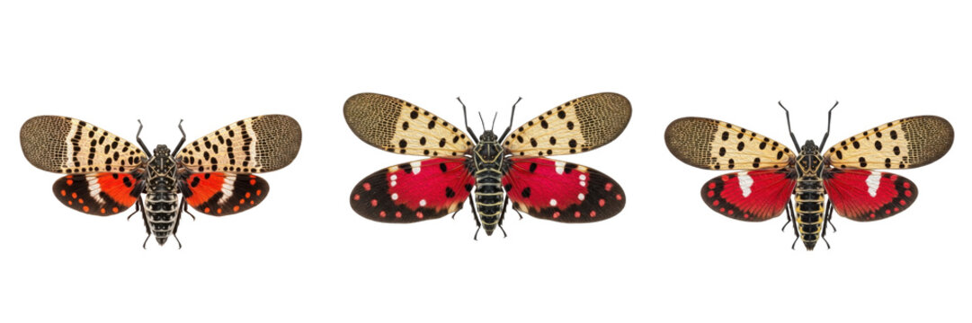 Set and collection of Spotted Lanternfly insects isolated on white transparent PNG background