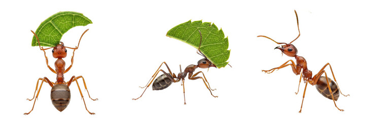 Set and collection of Leafcutter Ants carrying green leaf isolated on white transparent PNG background © KinggOlat