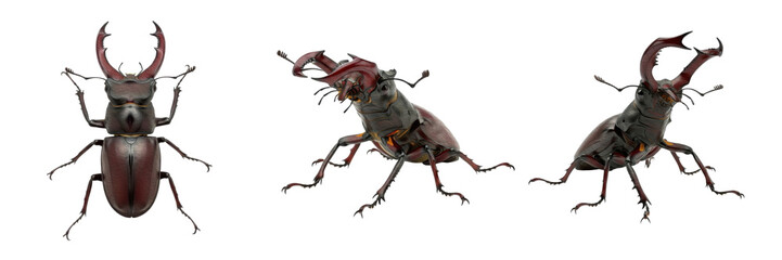 Set of Male Stag Beetle (Lucanidae Family) Detailed Insect Illustration Showing Large Mandibles and Horned Anatomy isolated on white transparent PNG background