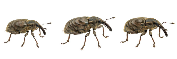 Set of Nut Weevil (Curculio species) Detailed Insect Illustration Showing Long Snout and Beetle Anatomy for Agriculture and Entomology isolated on white transparent PNG background © Kingg