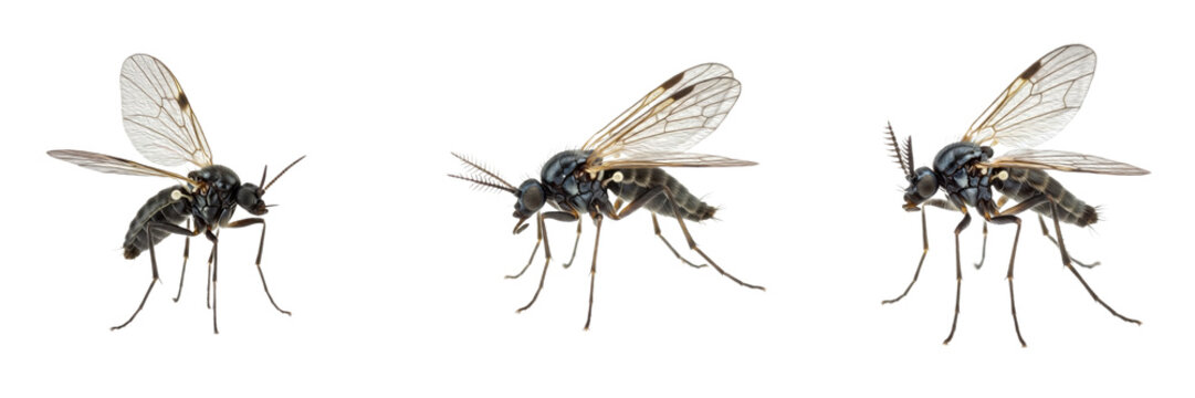 Set of Fungus Gnat (Sciaridae Family) Detailed Flying Insect Illustration Showing Small Fly Anatomy and Pest Characteristics isolated on white transparent PNG background