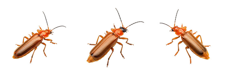 Set of Common Red Soldier Beetle (Rhagonycha fulva) Detailed Insect Illustration Showing Bright Red Body and Soft-Winged Beetle Anatomy isolated on white transparent PNG background