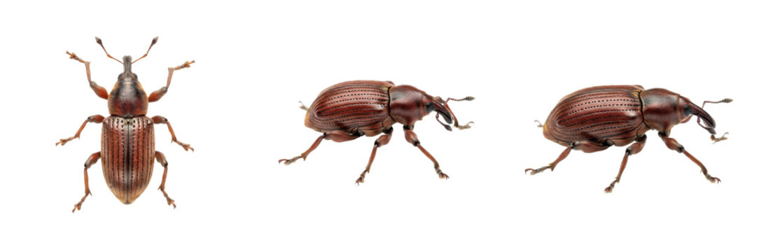 Weevil Beetle Insect (Curculionidae, Curculio spp.) in Detailed View for Entomology, Agriculture and Biology Education Isolated on White Transparent PNG Background
