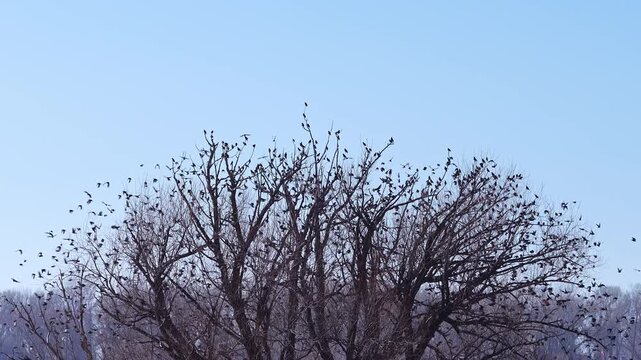 Starlings roosting in a tree as birds take flight in slow motion on a sunny winter day in Utah.
