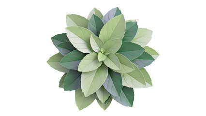 Top-down view of a lush green mint plant