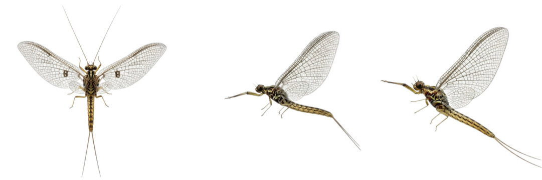 Collection of Mayflies (Ephemeroptera) Delicate Aquatic Insects Representing Short-Lived Adult Stage and Freshwater Ecosystem Study isolated on white transparent PNG background