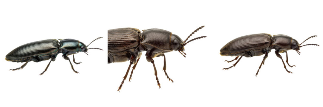 Collection of Click Beetle (Elateridae) Jumping Beetle Species Known for Unique Click Mechanism and Insect Anatomy Study isolated on white transparent PNG background