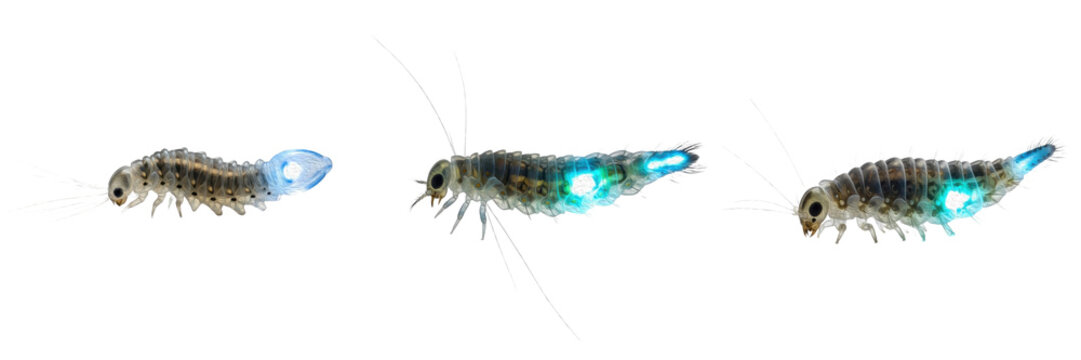 Collection of Glow-worm Bioluminescent Larval and Wingless Female Beetle Stage Showing Natural Light Emission isolated on white transparent PNG background