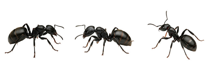 Set/Collection of black carpenter ant insects (Camponotus species) for forest ecology, entomology, biology and pest control illustration isolated on transparent PNG background © KinggOlat