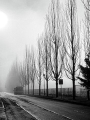 Poetic Light and Foggy Road with Trees
